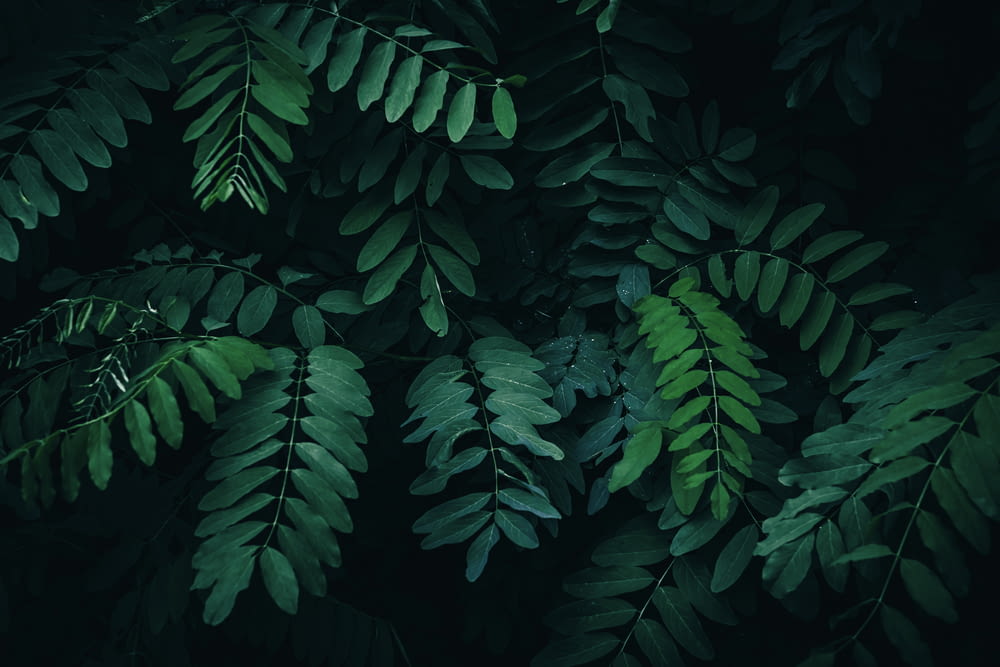 a green leafy plant with dark background