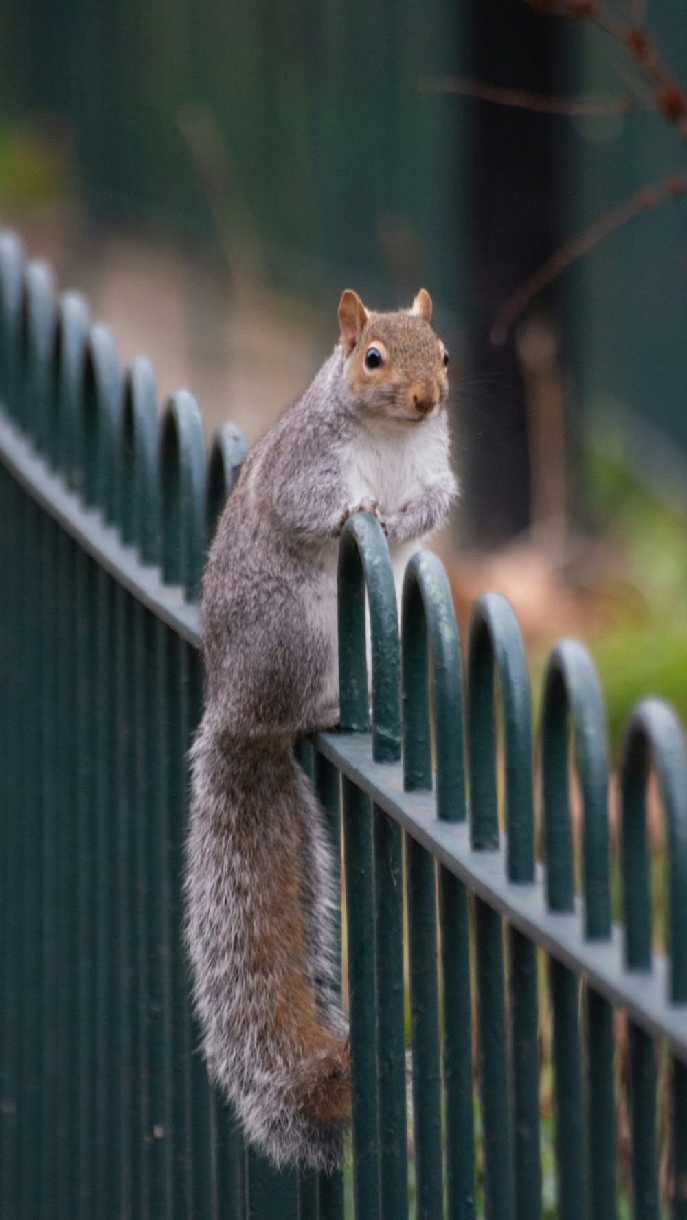 a squirrel is sitting on a green fence