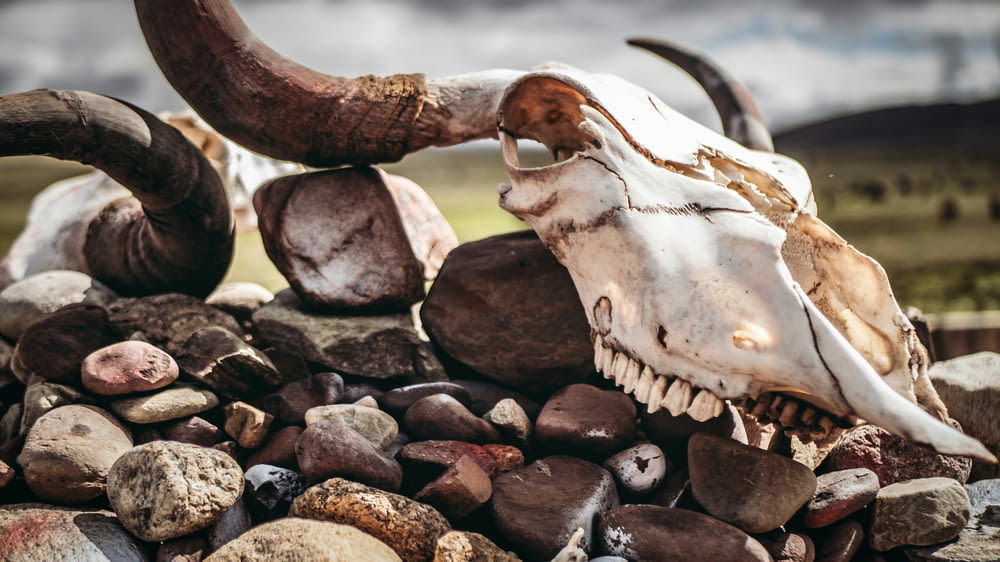 a cow skull is on top of a pile of rocks