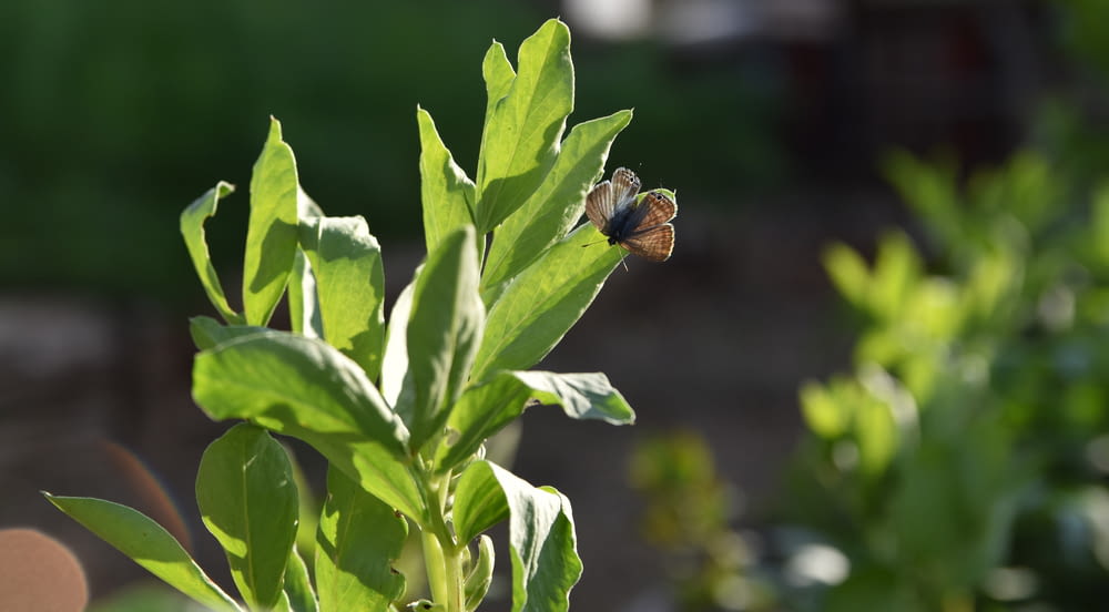 a bee sitting on top of a green leafy plant