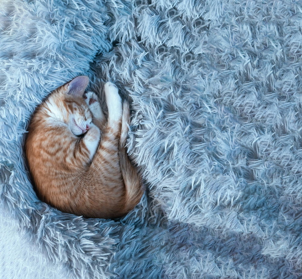 a cat curled up sleeping on a blanket