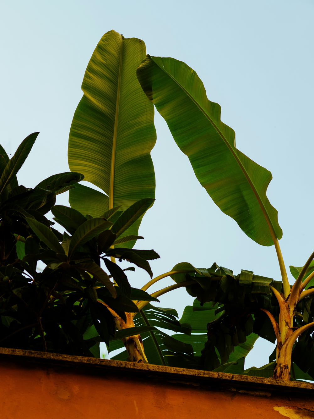 a large green plant sitting on top of a roof
