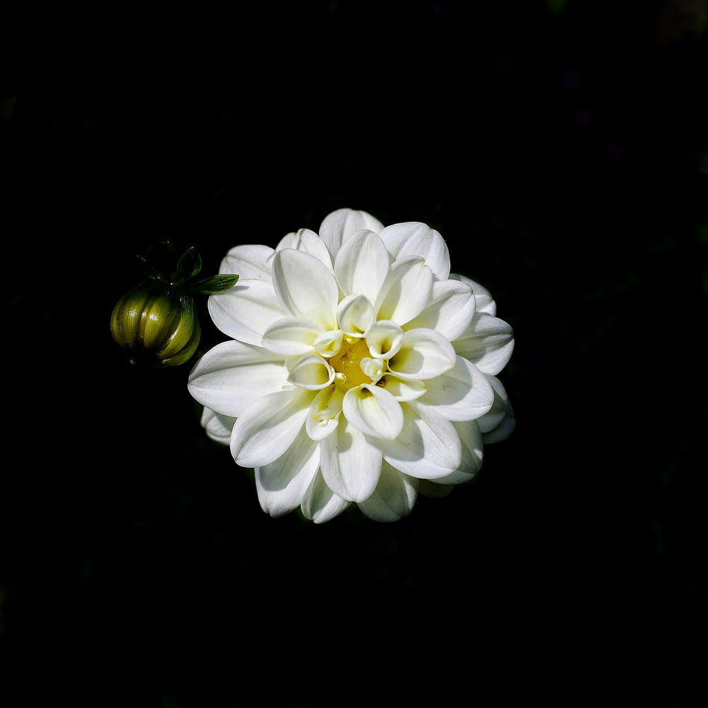 a large white flower sitting on top of a black surface