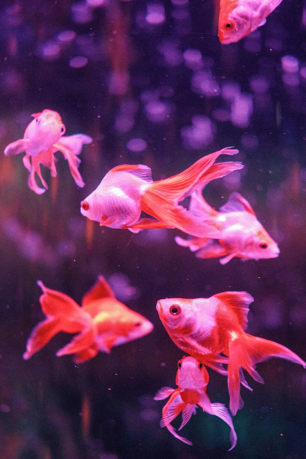 水族館で泳ぐ金魚の群れ