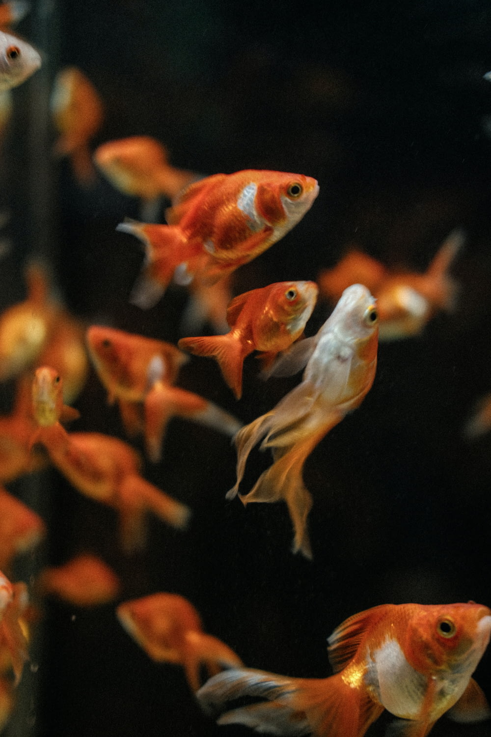 水族館で泳ぐ金魚の群れ
