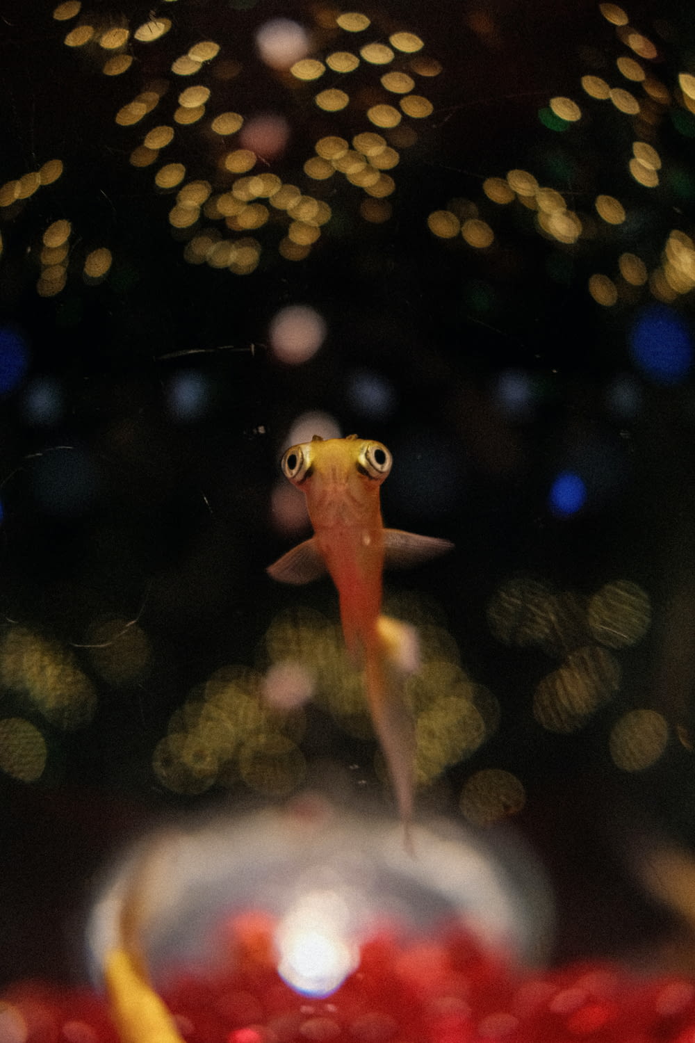 a goldfish in a fish bowl with lights in the background