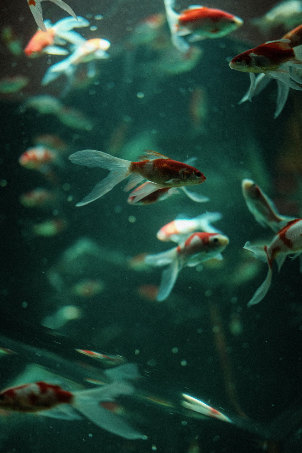 a group of fish swimming in a large tank