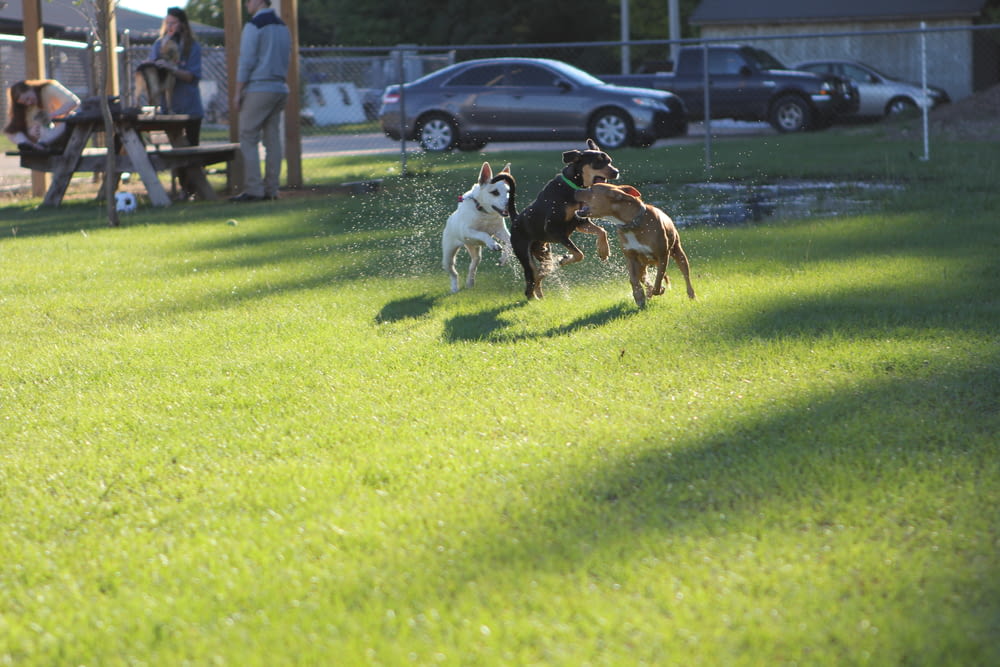 a group of dogs playing in the grass