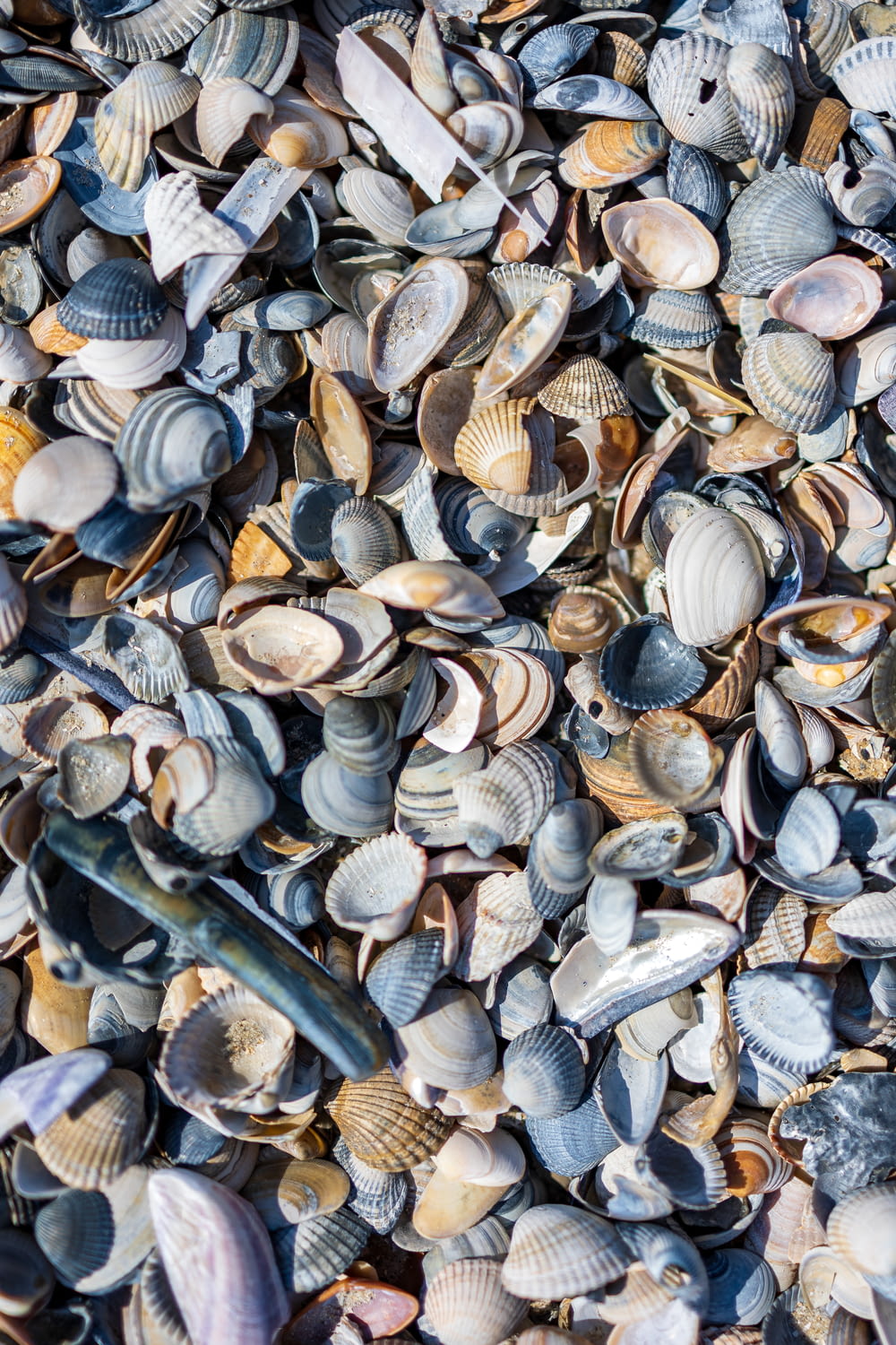a bunch of seashells that are laying on the ground