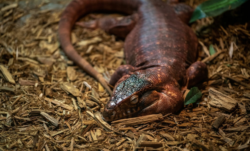 a close up of a lizard laying on a bed of wood chips