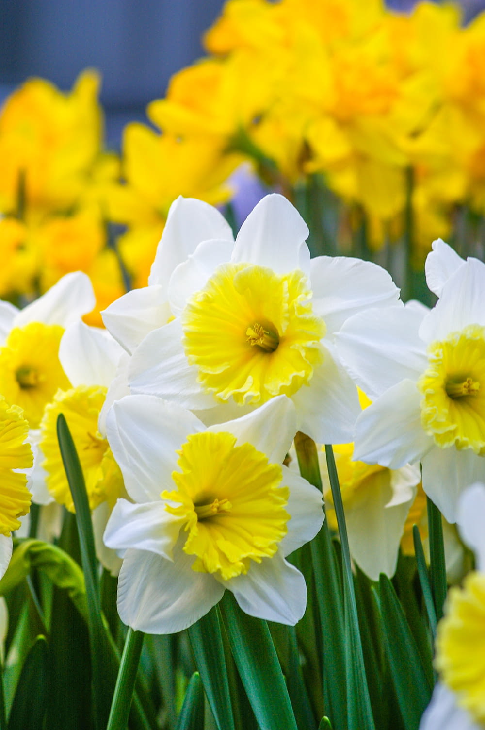 a field of yellow and white daffodils