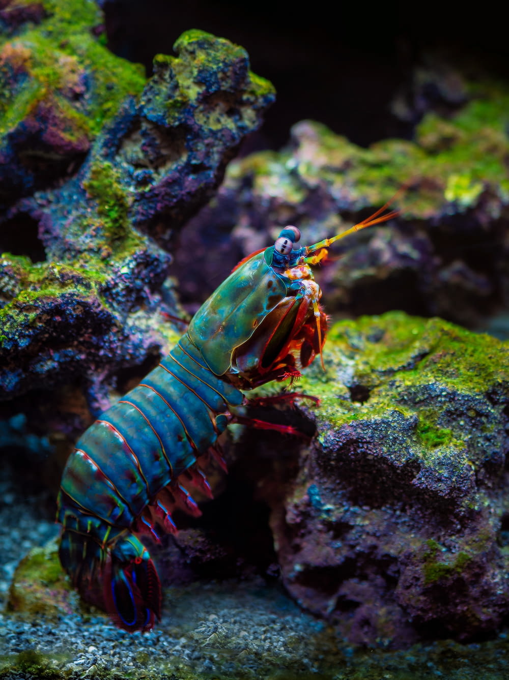 a blue and red shrimp in an aquarium