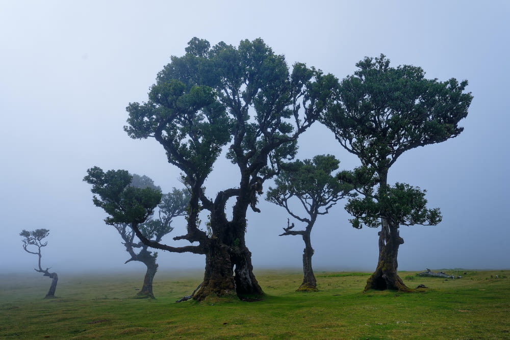 a group of trees that are standing in the grass