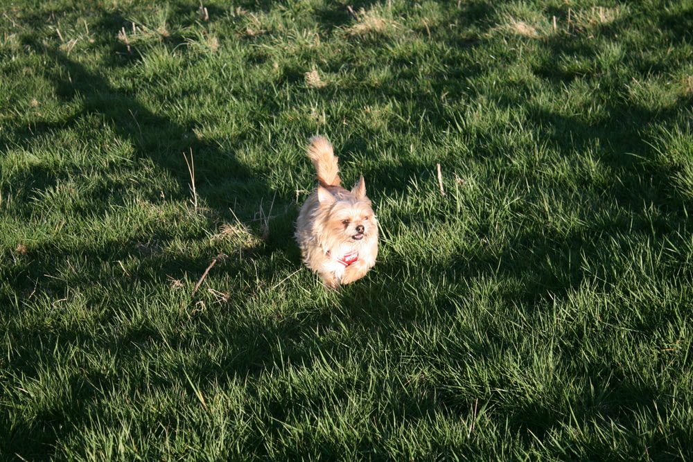 a small dog running through a field of grass