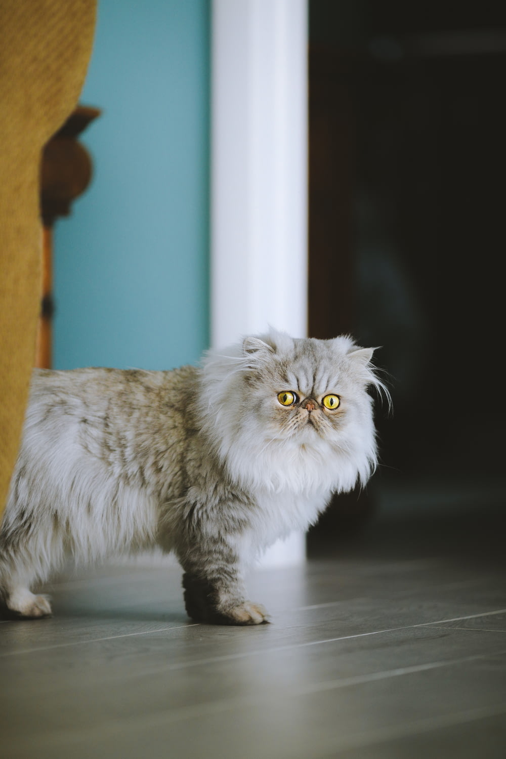 a fluffy cat standing on a hard wood floor