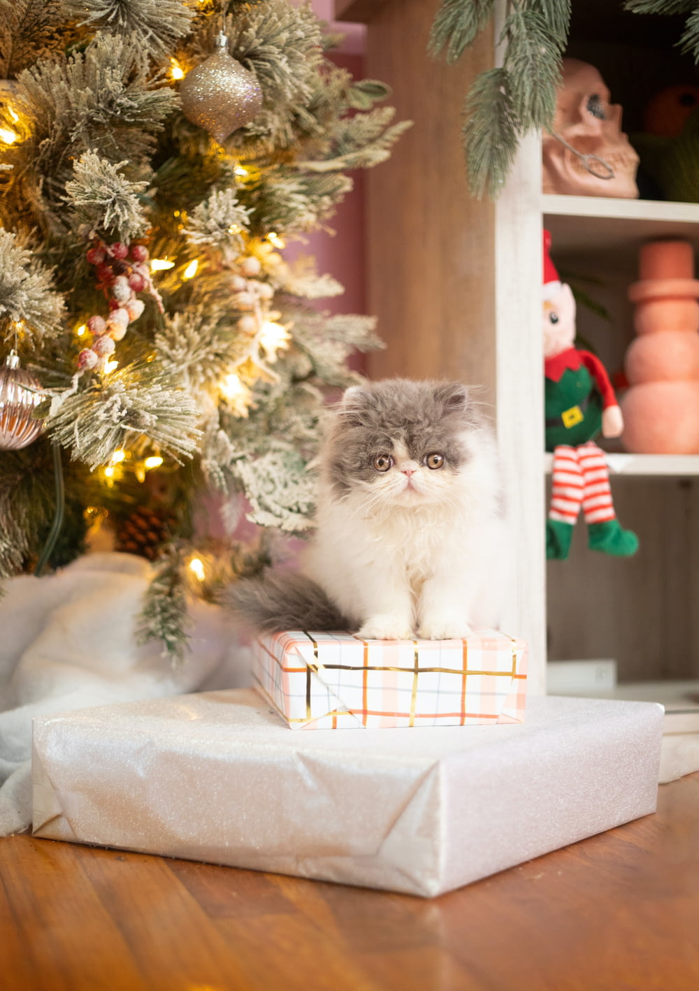 a cat sitting on a present under a christmas tree
