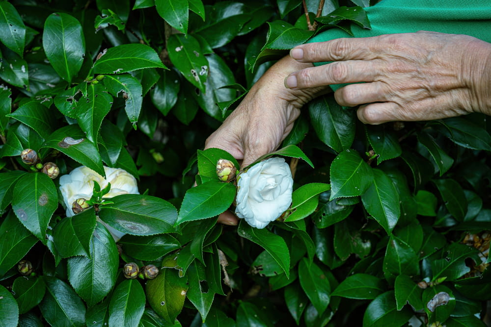 a person picking flowers from a bush with their hands
