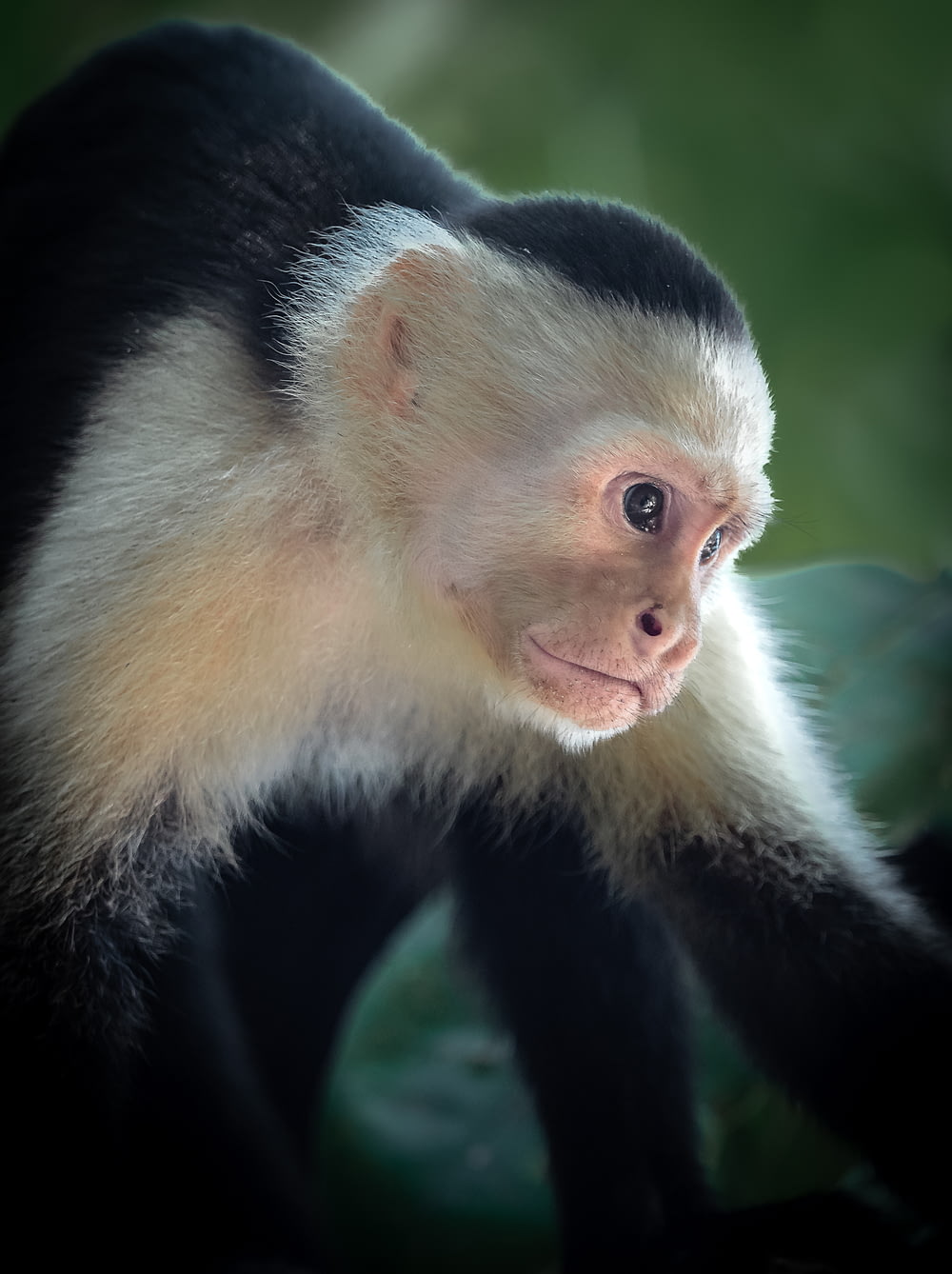a small white and black monkey on a tree branch