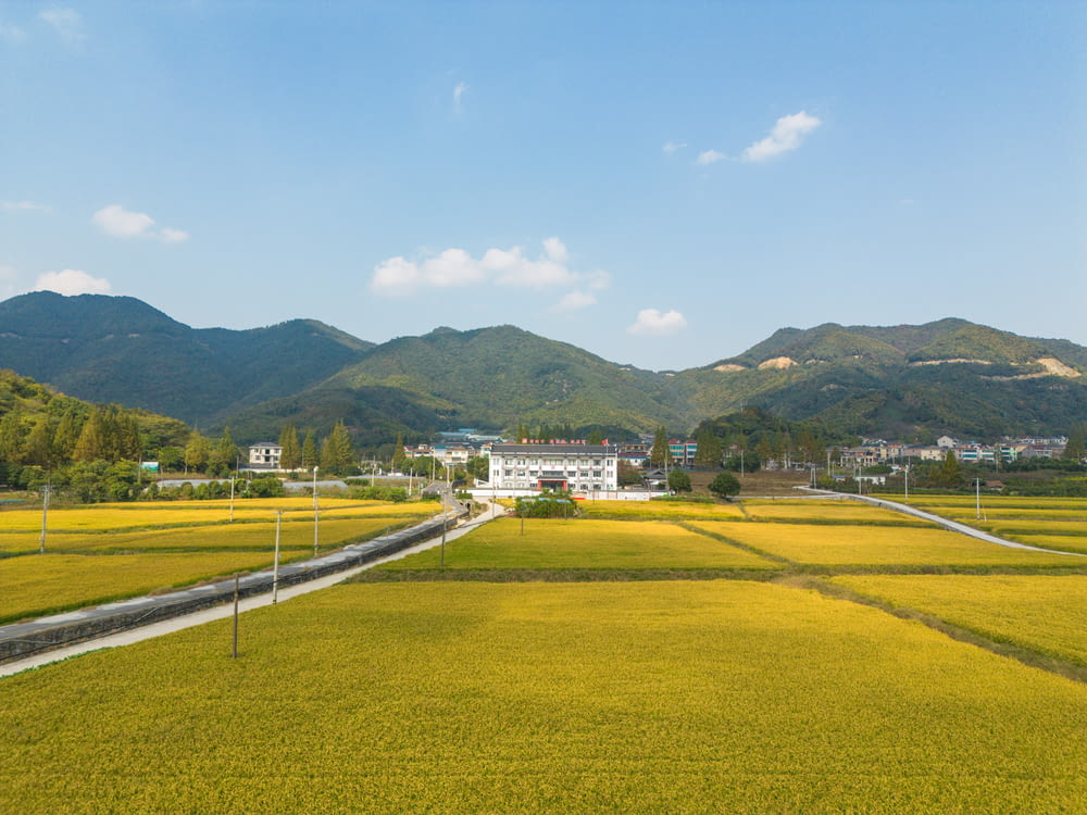 a large field of yellow flowers with mountains in the background