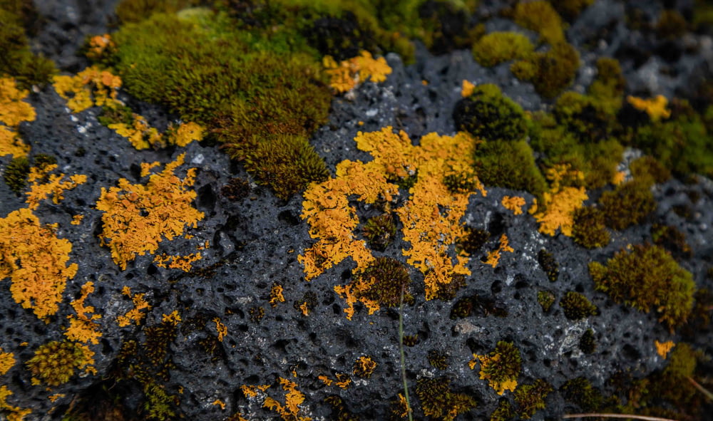 a close up of a moss covered in yellow and green lichen