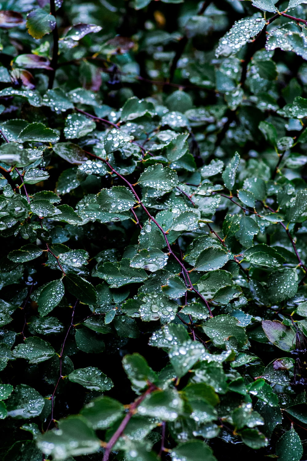 물방울로 뒤덮인 녹색 잎이 있는 덤불