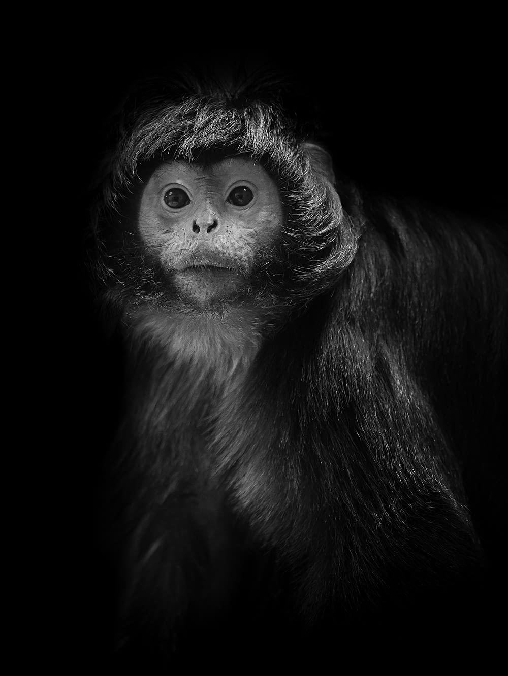 una foto in bianco e nero di una scimmia