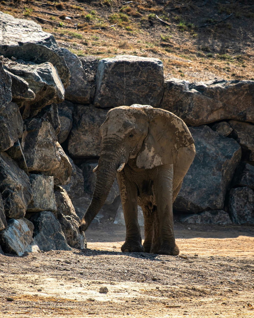 an elephant standing next to a pile of rocks