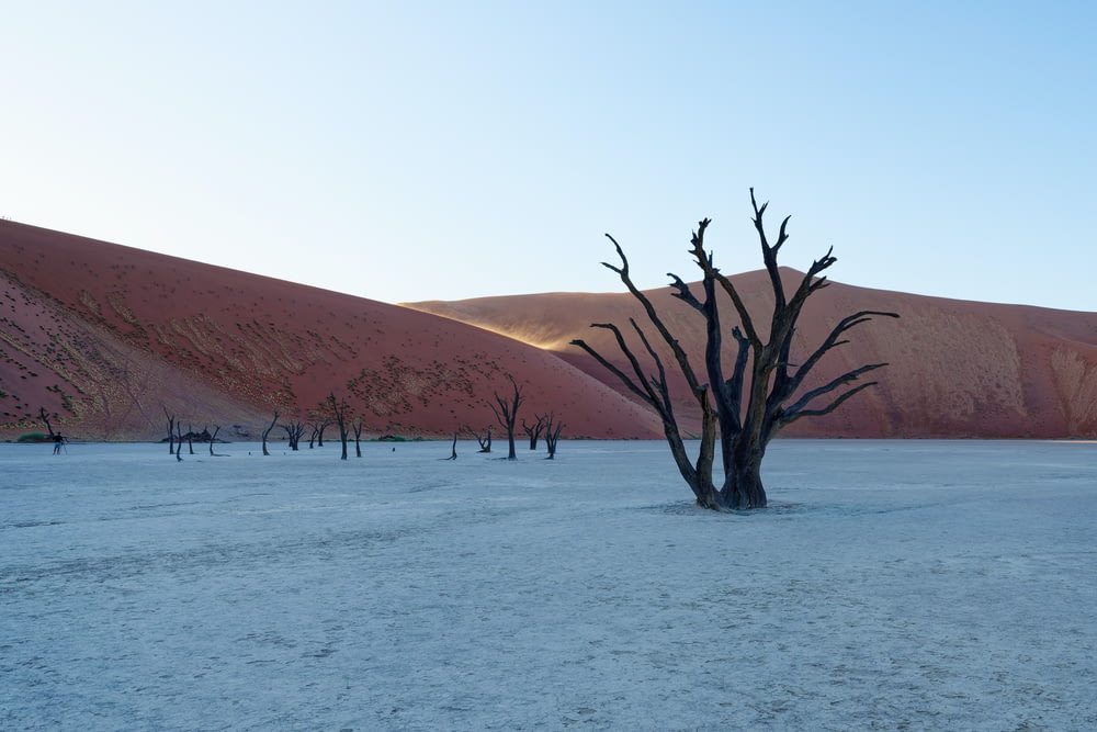 a dead tree in the middle of a desert