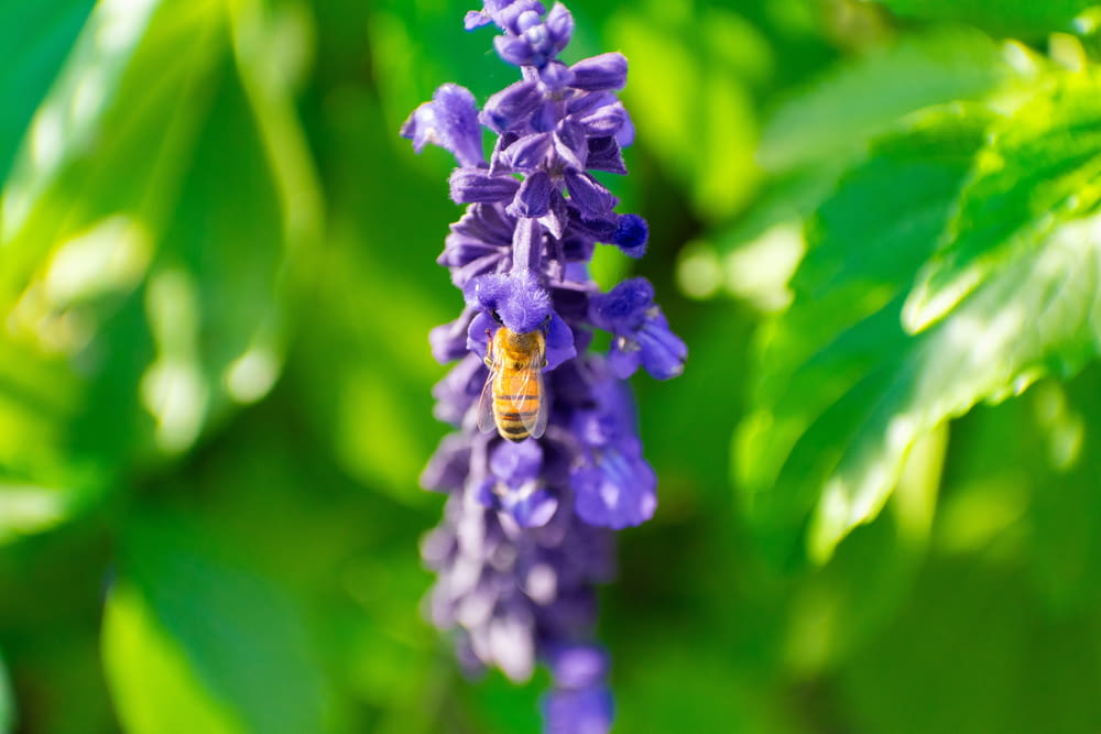 a bee is sitting on a purple flower