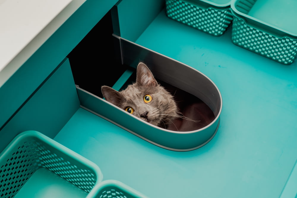 a gray cat sitting inside of a blue container
