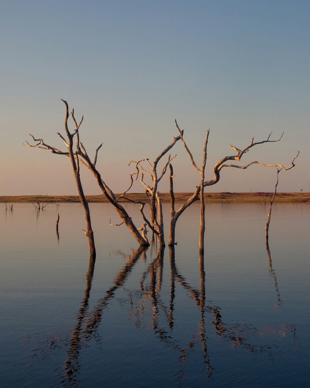 a dead tree in the middle of a body of water