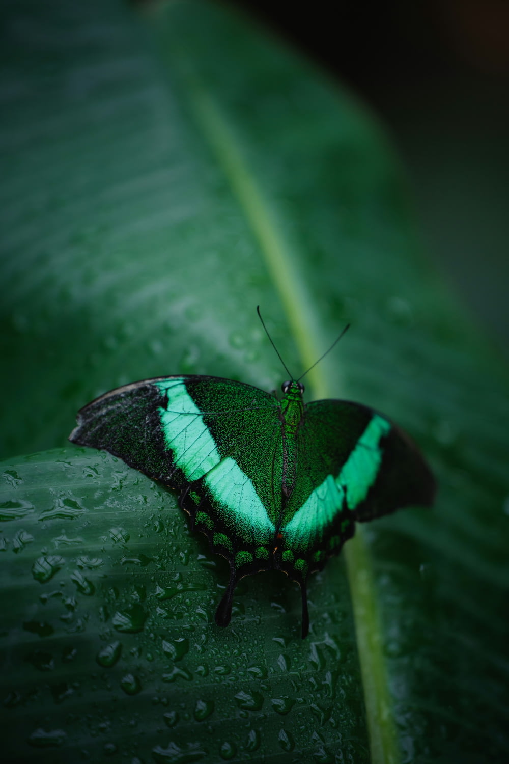 a green and black butterfly sitting on a green leaf