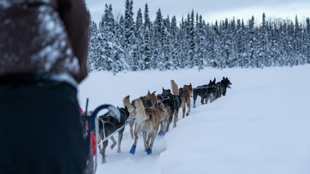 a dog sled is being pulled by a man in the snow