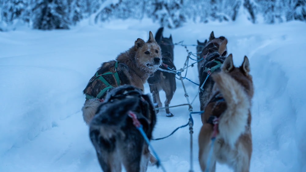 a group of dogs pulling a sled through the snow