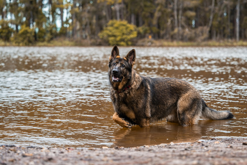 a german shepherd is wading in the water