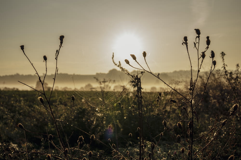 the sun is setting over a field with a spider web in the foreground