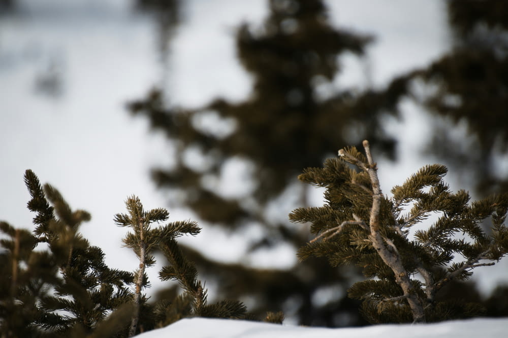 a close up of a pine tree in the snow