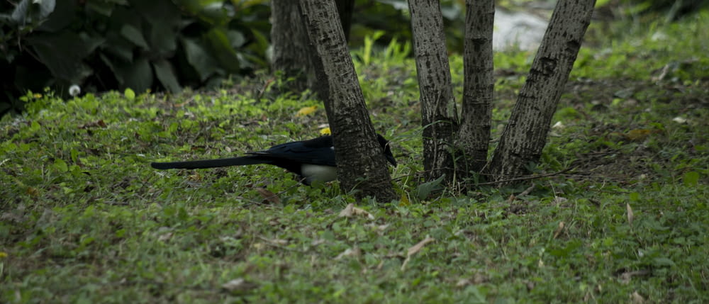 a black bird standing next to a tree