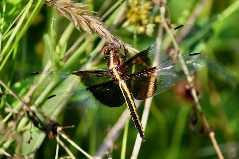 a close up of a dragonfly on a plant