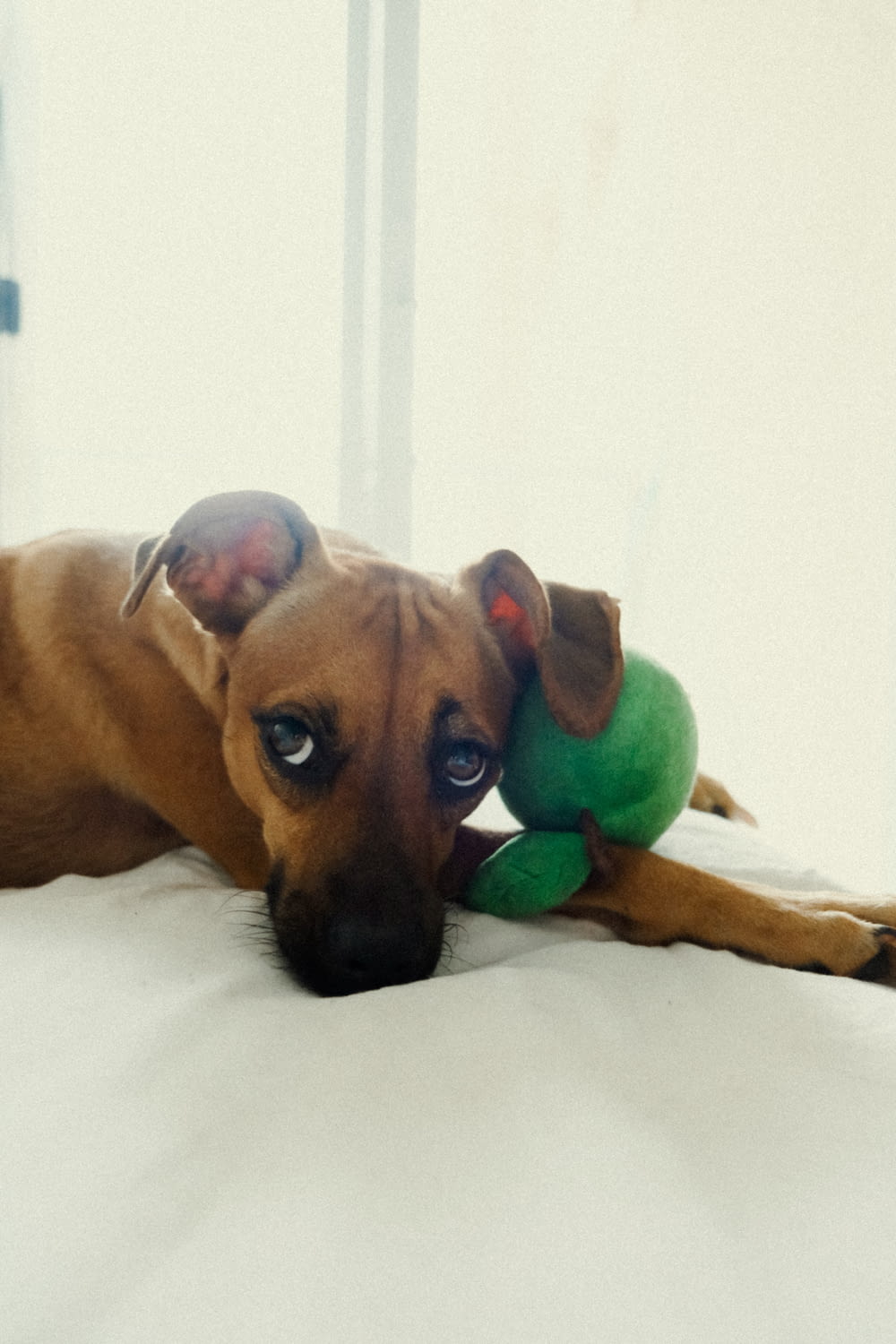 a brown dog laying on top of a bed with a green toy
