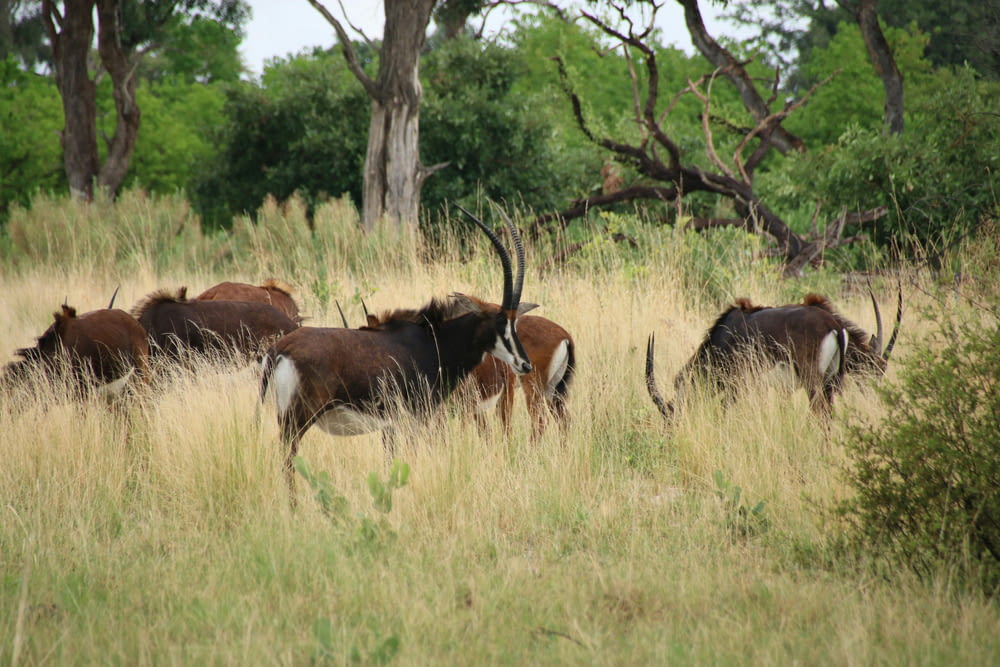 a herd of antelope grazing in a grassy field