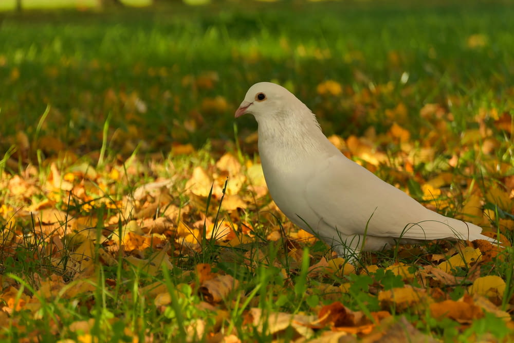 a white bird sitting on top of a lush green field