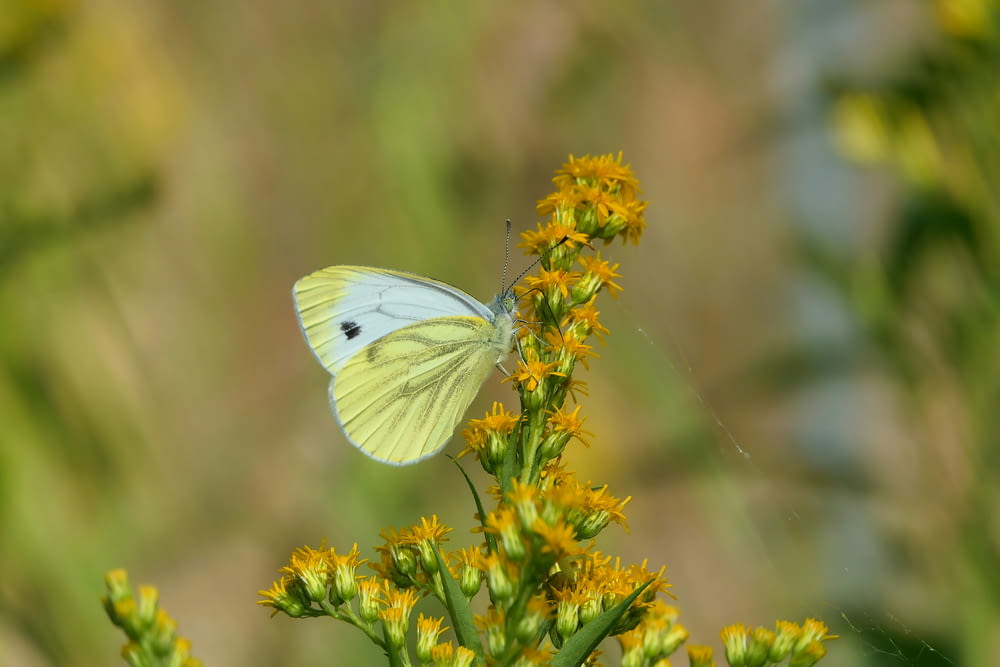 a white butterfly sitting on top of a yellow flower
