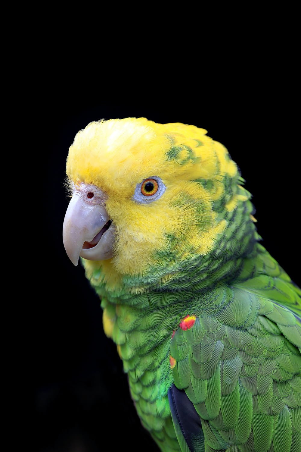 a close up of a parrot with a black background
