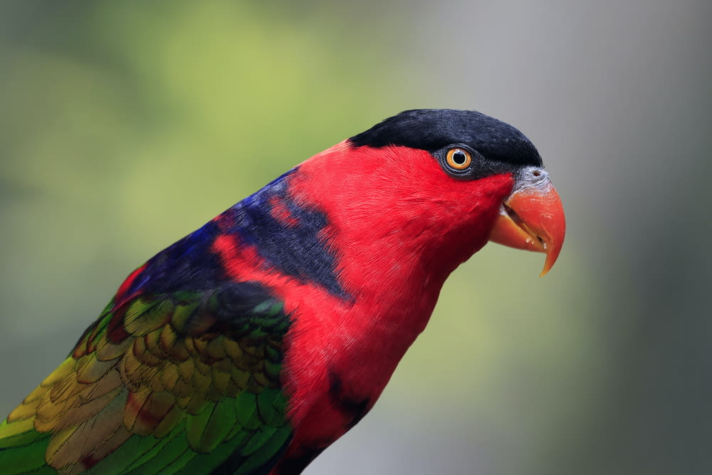 a close up of a colorful bird with a blurry background