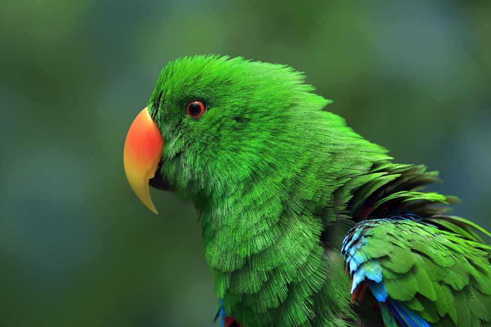 a close up of a green parrot with a red beak