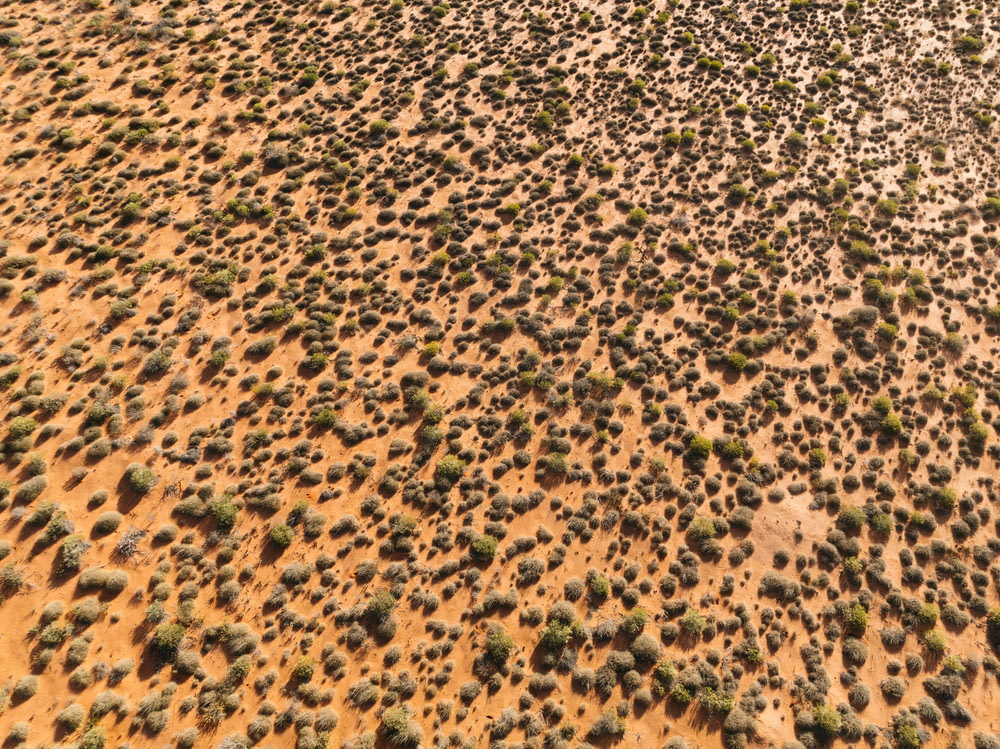 an aerial view of a sandy area with lots of green plants