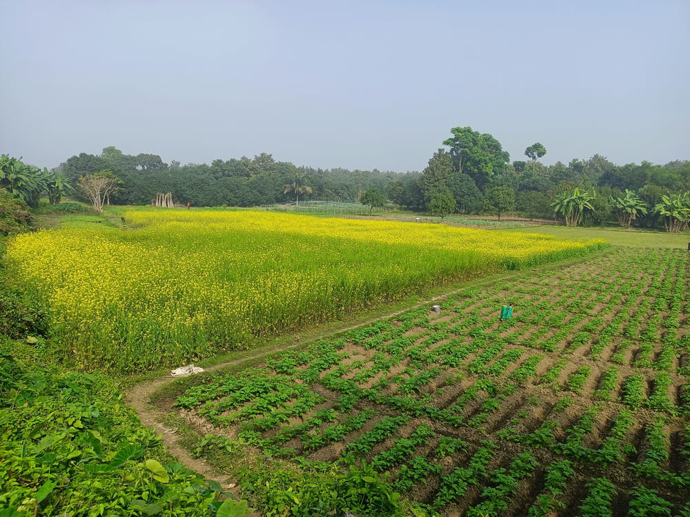a large field of crops with trees in the background