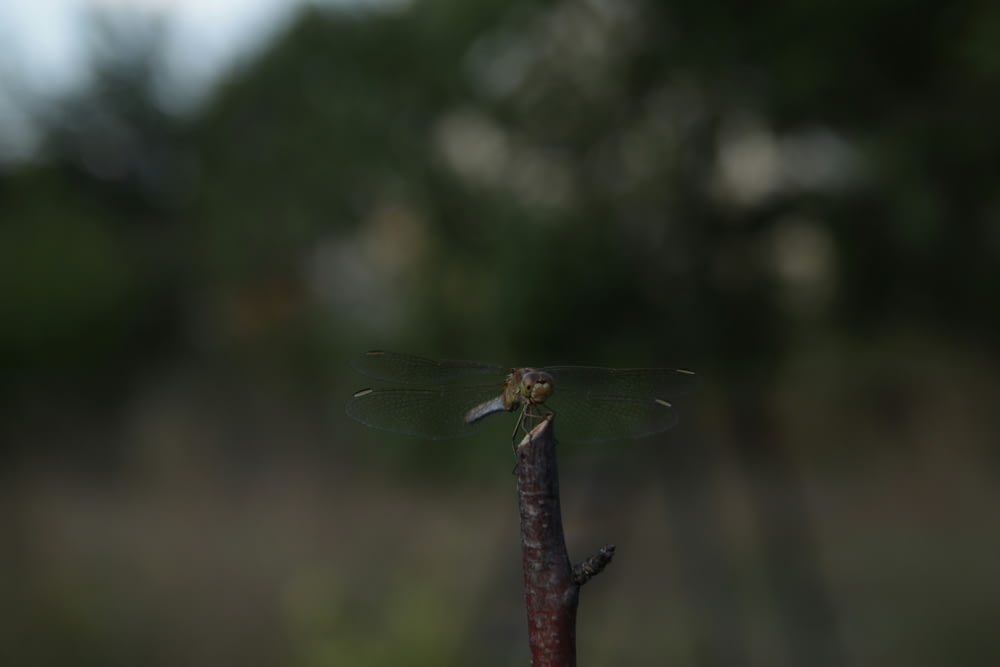 a dragonfly sitting on top of a twig