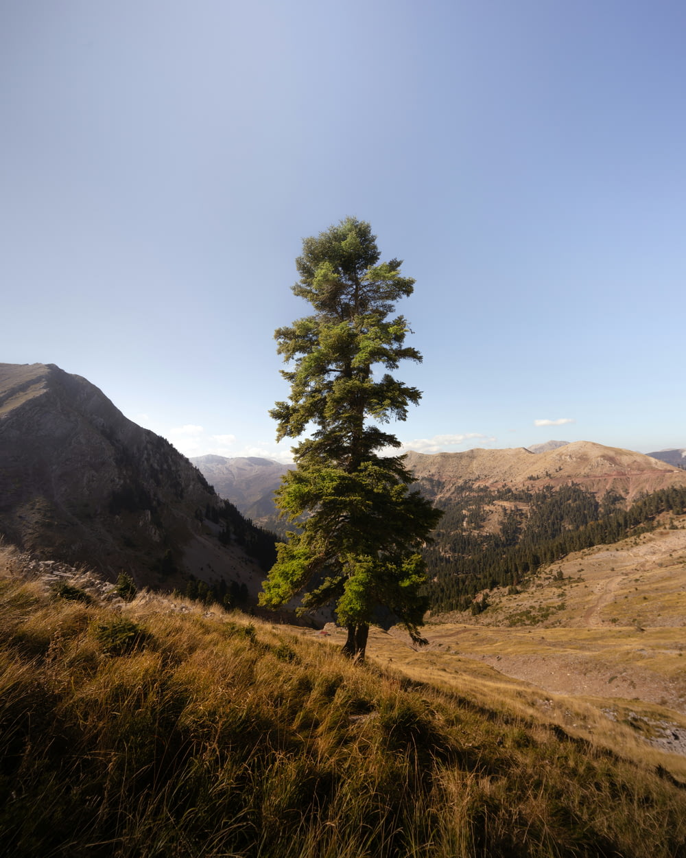 un árbol solitario en una colina cubierta de hierba con montañas en el fondo